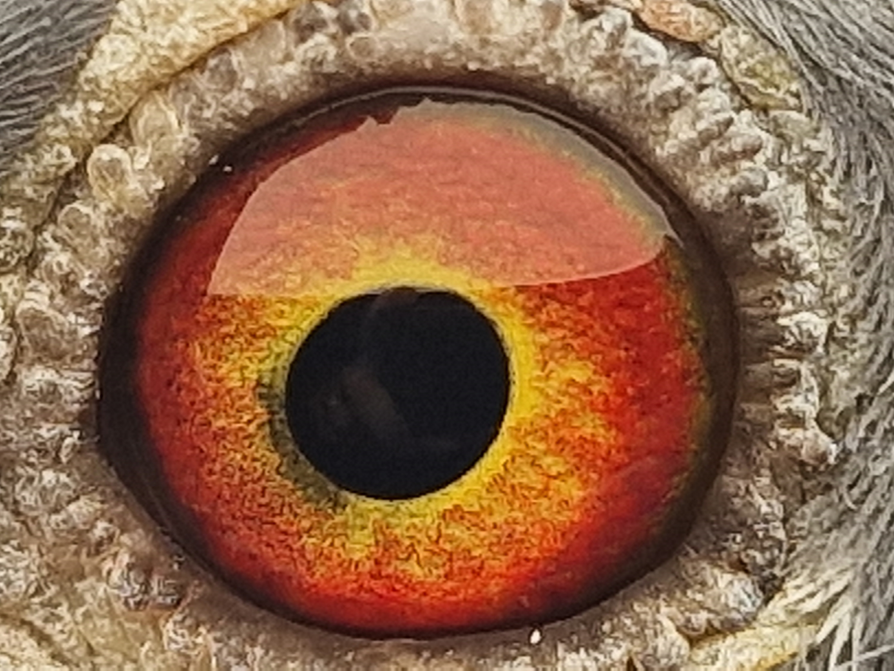 Pigeon eye